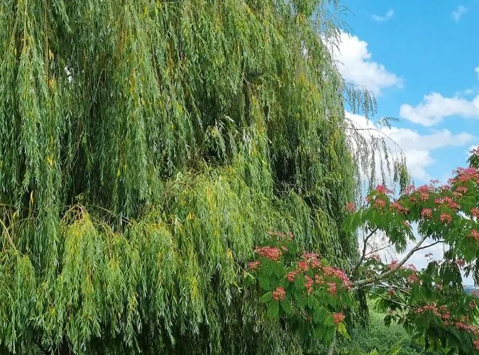 Montesquiou-chalet-5 Personnes *